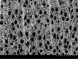  [ARCS2080] Plants and Archaeology: Food, fuel, foraging and farming in the human past (St Lucia). Semester 1, 2026 ARCS2080