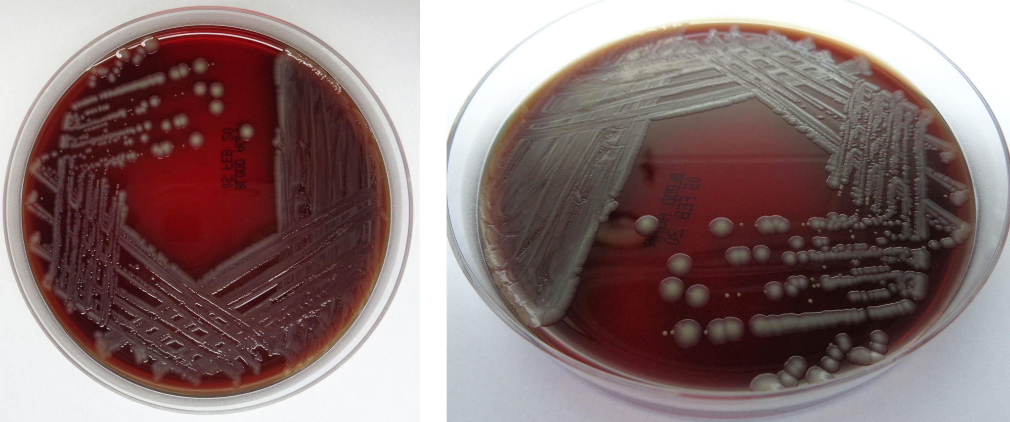 [BIOL1007] Molecular & Cellular Biology for Physiotherapists (St Lucia). Semester 1, 2026 BIOL1007