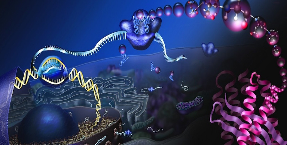 [BIOL1020] Genes, Cells & Evolution (St Lucia). Semester 2, 2024 BIOL1020