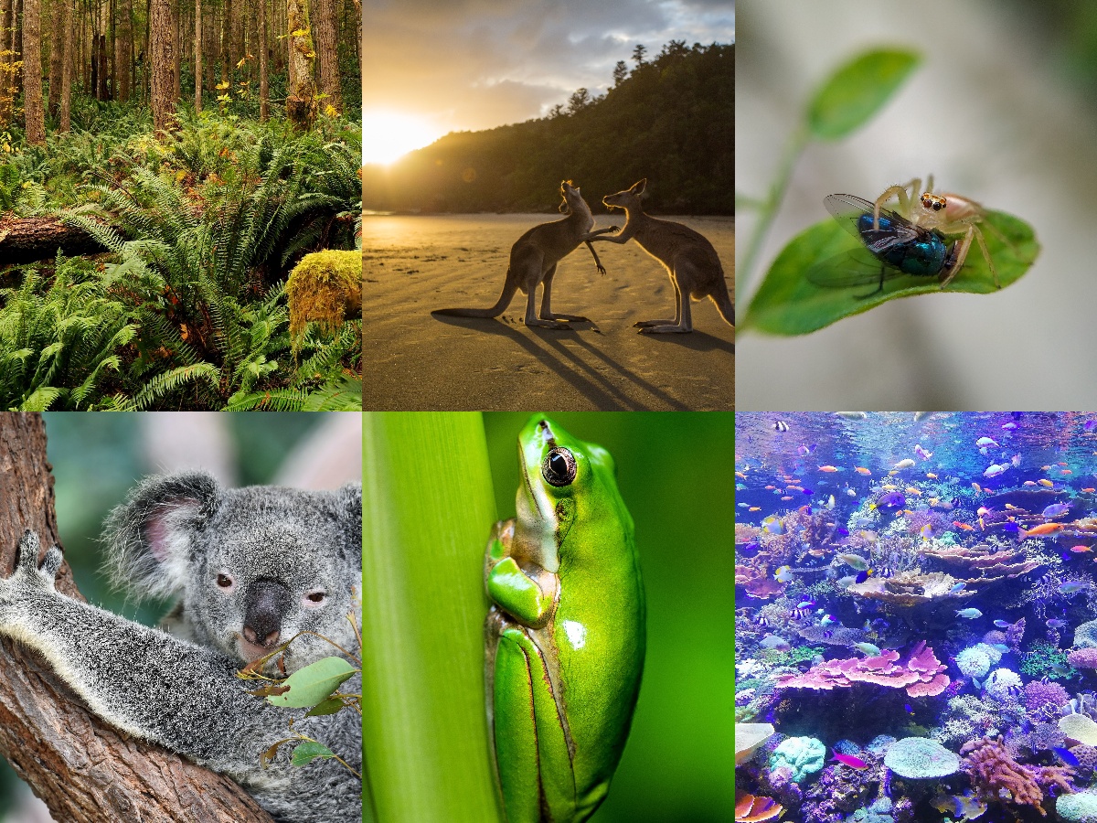 [BIOL1030] Biodiversity and the Environment (St Lucia). Semester 1, 2026 BIOL1030