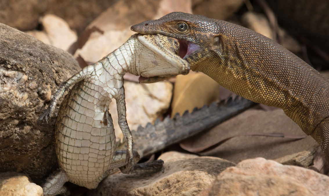 [BIOL2010/2910] Ecology & Advanced Ecology (St Lucia). Semester 1, 2025 BIOL2010