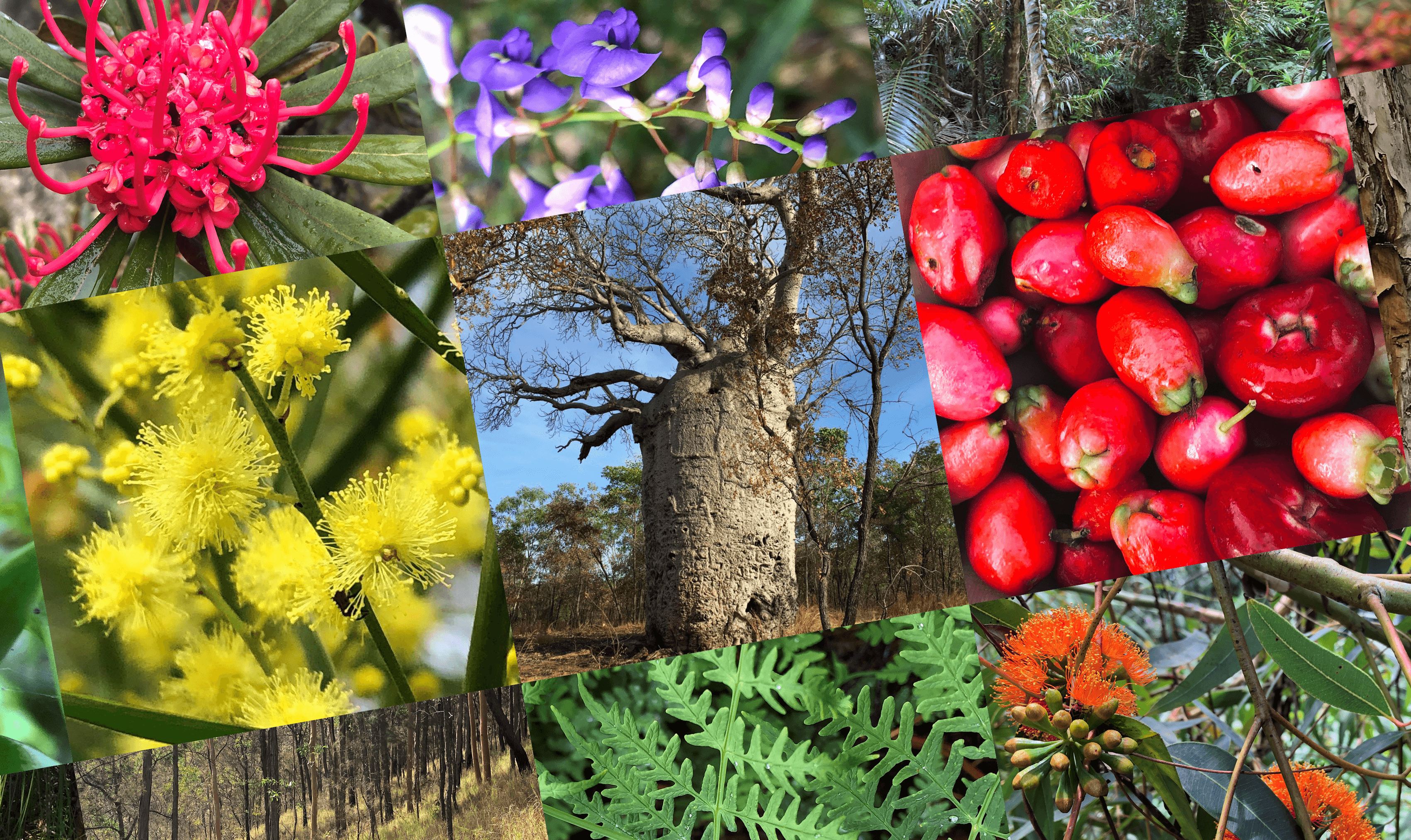 [BIOL2203] Plant Biology (St Lucia). Semester 2, 2022 BIOL2203S_7260_61877