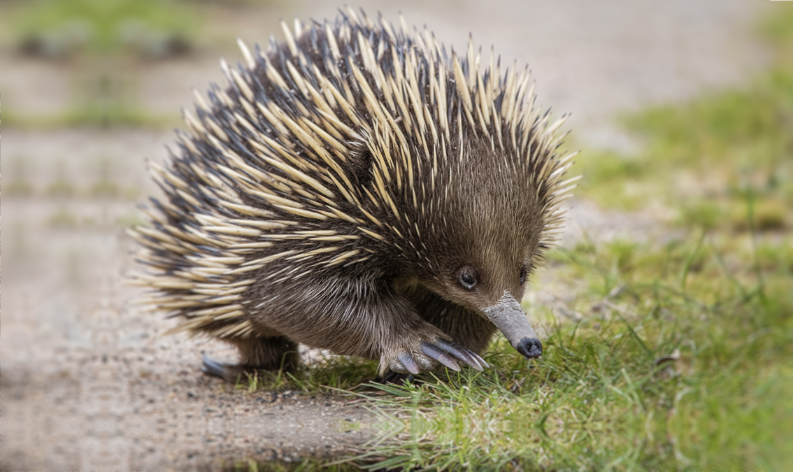 [BIOL2204] Zoology. Semester 2, 2022 BIOL2204S_7260_61879