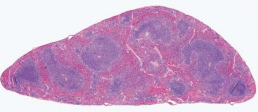 [BIOL3003] Immunology (St Lucia). Semester 1, 2024 BIOL3003