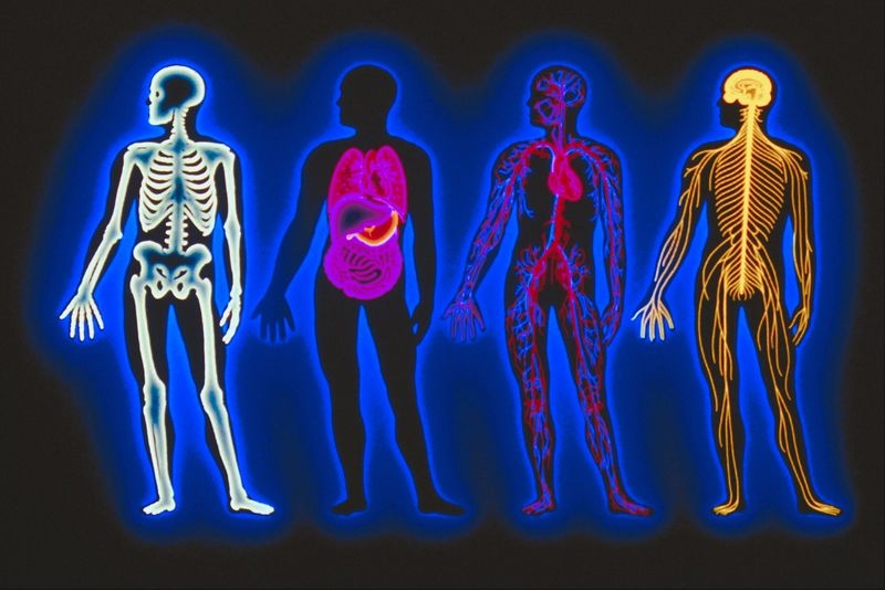 [BIOM2012] Systems Physiology (St Lucia). Semester 2, 2026 BIOM2012