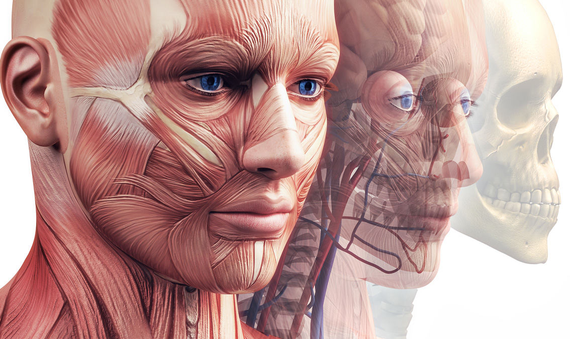 [DENT2074] Head and Neck Anatomy for Dentistry (Herston). Semester 2, 2025 DENT2074