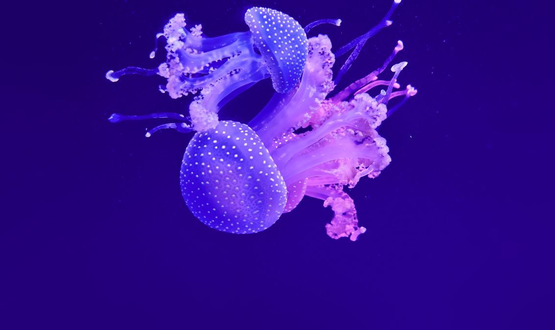 [MARS1001] Living Oceans (St Lucia). Semester 2, 2025 MARS1001