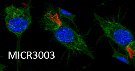 [MICR3003] Molecular Microbiology (St Lucia). Semester 1, 2026 MICR3003