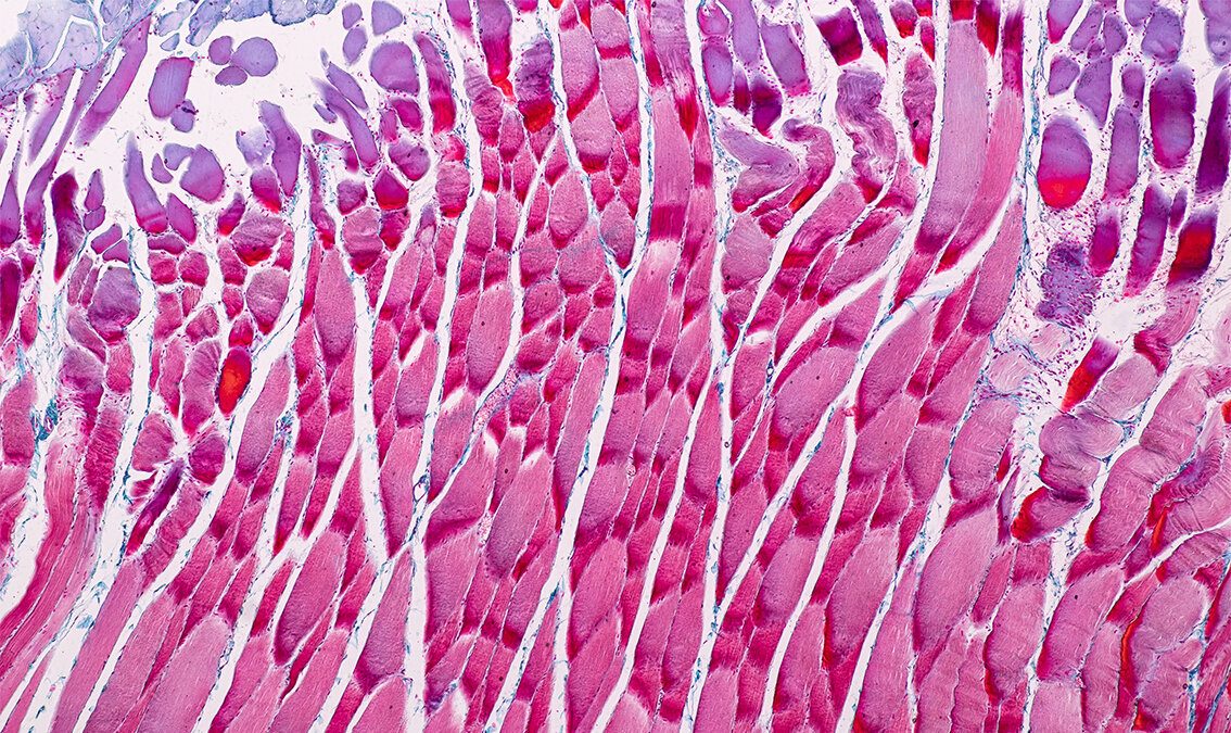Tissue Biology Edge CELLS2x