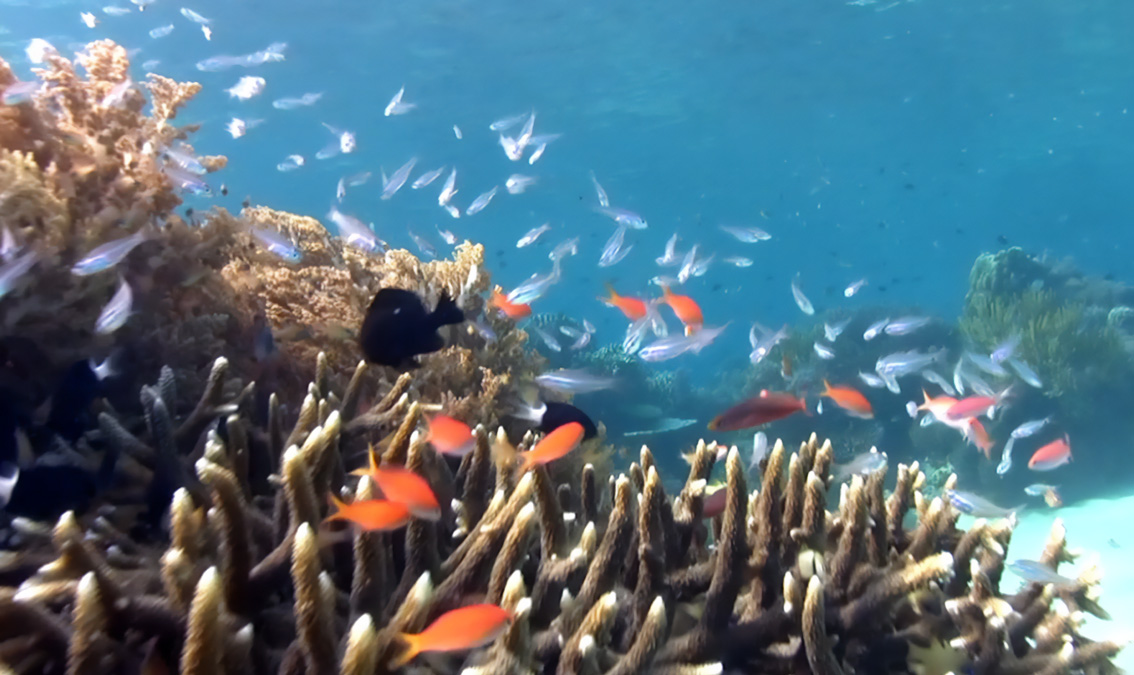 Coral Reefs: Introduction to Challenges and Solutions CRRI101x