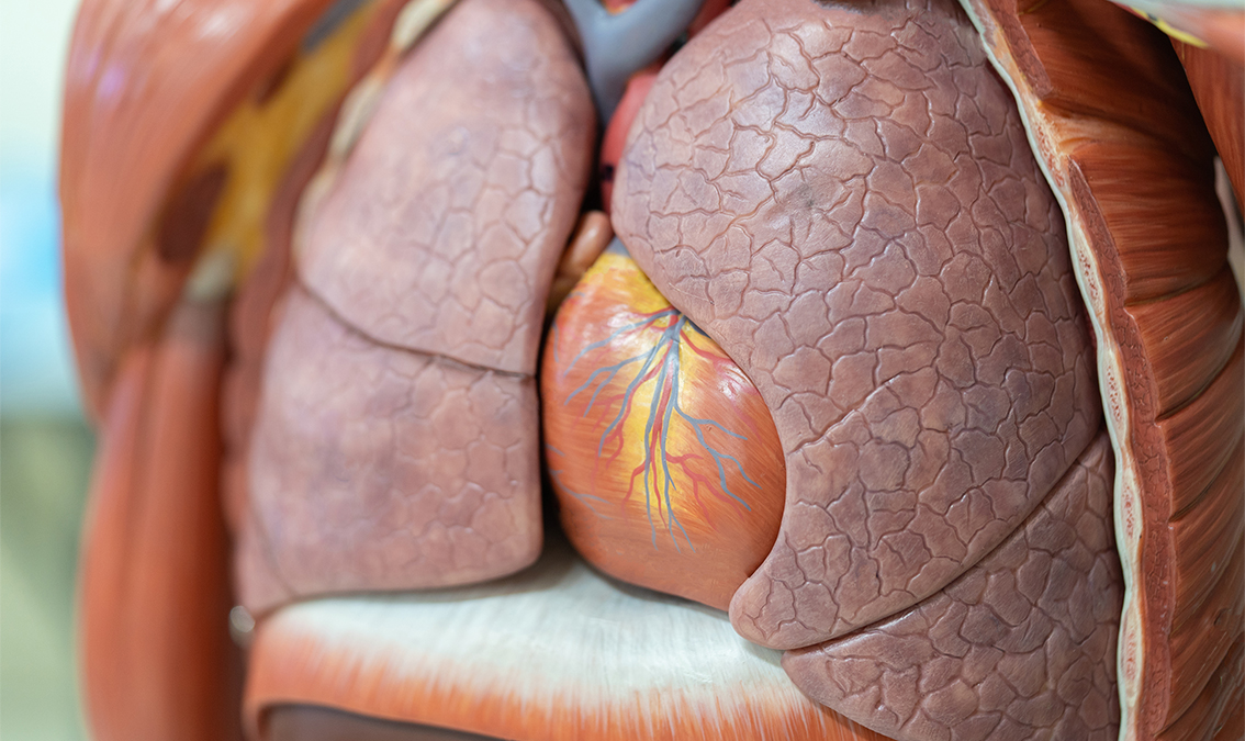 Cardiovascular & Respiratory Systems Systems100x