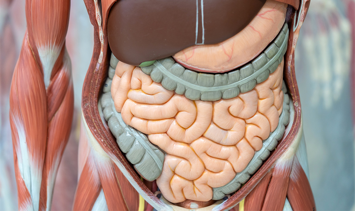 Endocrine, Renal and Gastrointestinal Systems Systems2x